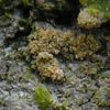 Opegrapha corticola